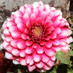 Bulbos Dalias Decorativas