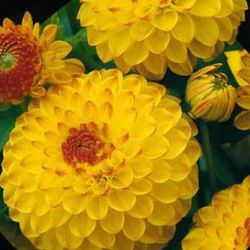 Bulbos Dalias Pom Pom