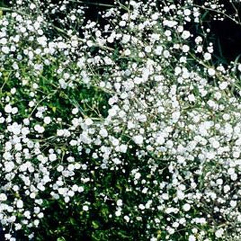 Bulbos Gypsophila Paniculata