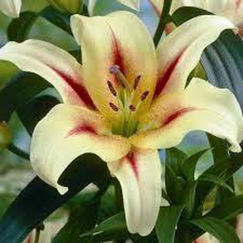 Bulbos Lillium Oriental