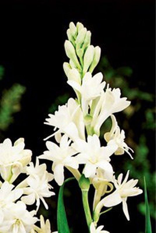 Bulbos Nardos Olorosos