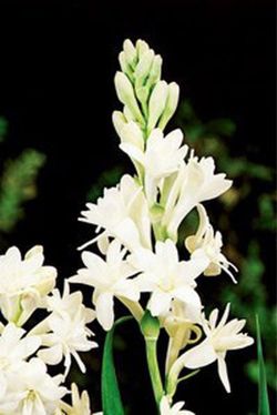 Bulbos Nardos Olorosos