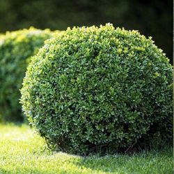 Buxus Microphylla Faulkner'
