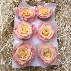 Cabezas de Rosas Romantic Preservadas 6 unidades
