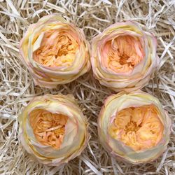 Cabezas Rosa Peonia Preservada Caja 4 uds