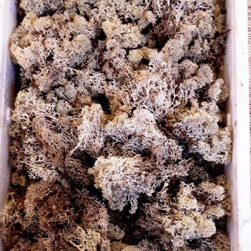 Caja de Musgo Natural Blanco