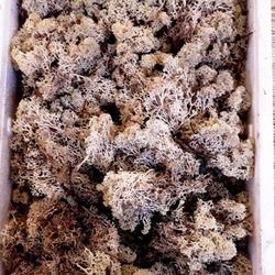 Caja de Musgo Natural Blanco