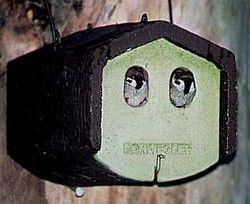 Caja nido de jardín para pájaros de doble entrada, para colirrojo y lavandera