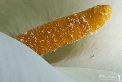 CALA BLANCA. LIRIO DE AGUA.