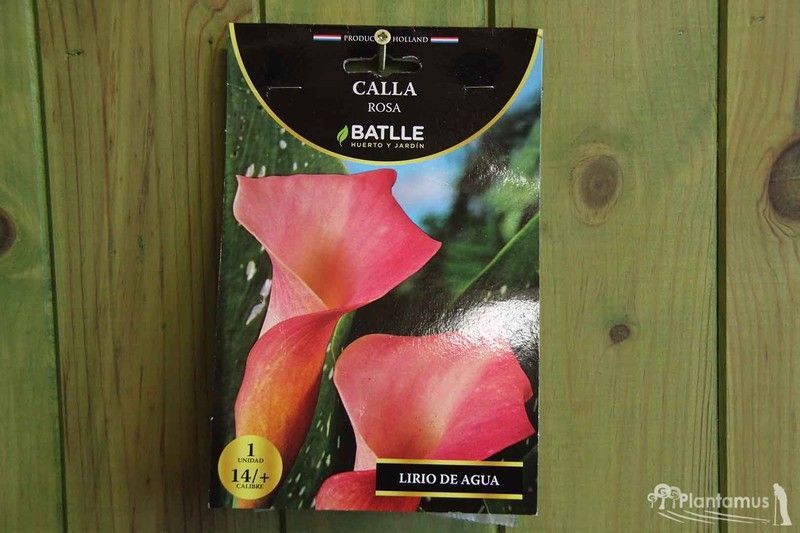 CALA ROSA. LIRIO DE AGUA
