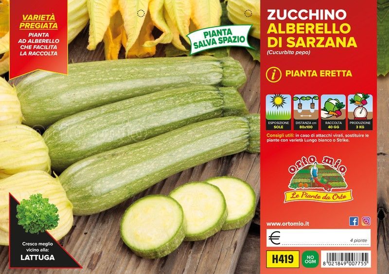 Calabacin Alberello 4 Plantas En Pack