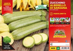 Calabacin Alberello 4 Plantas En Pack