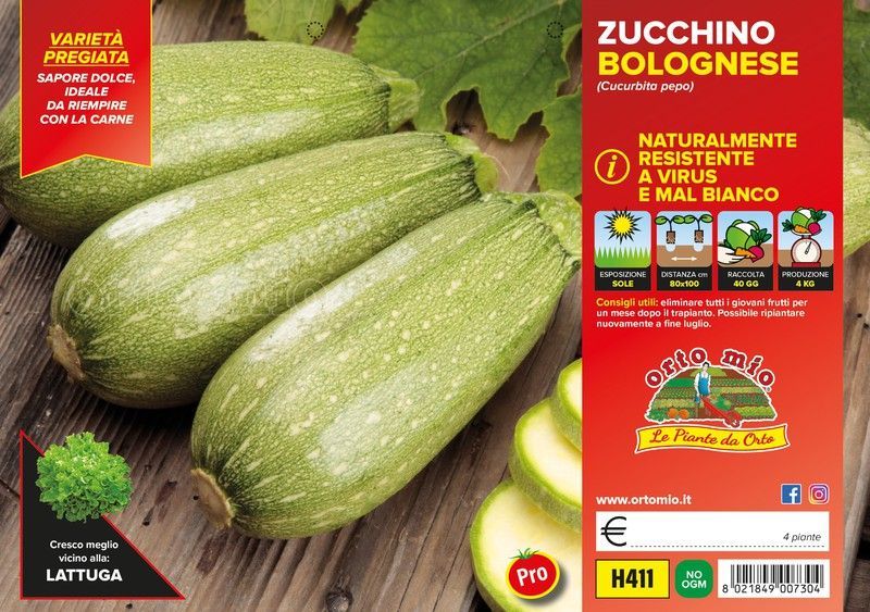 Calabacín Bolognese Tulsa 4 Plantas en Pack