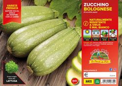 Calabacín Bolognese Tulsa 4 Plantas en Pack