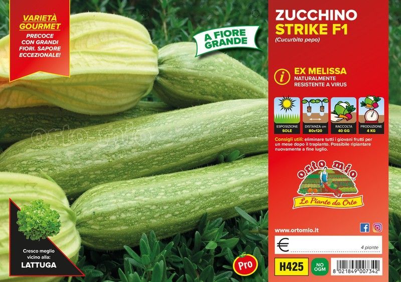 Calabacín Claro Flor Melissa Altea 4 Plantas en Pack