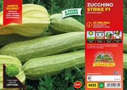 Calabacín Claro Flor Melissa Altea 4 Plantas en Pack