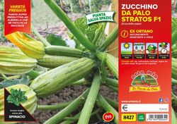 Calabacin Claro Ortano Trepador Pack