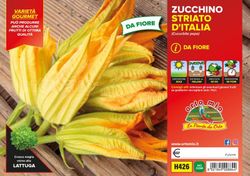Calabacín de Flor Striato 4 Plantas en Pack