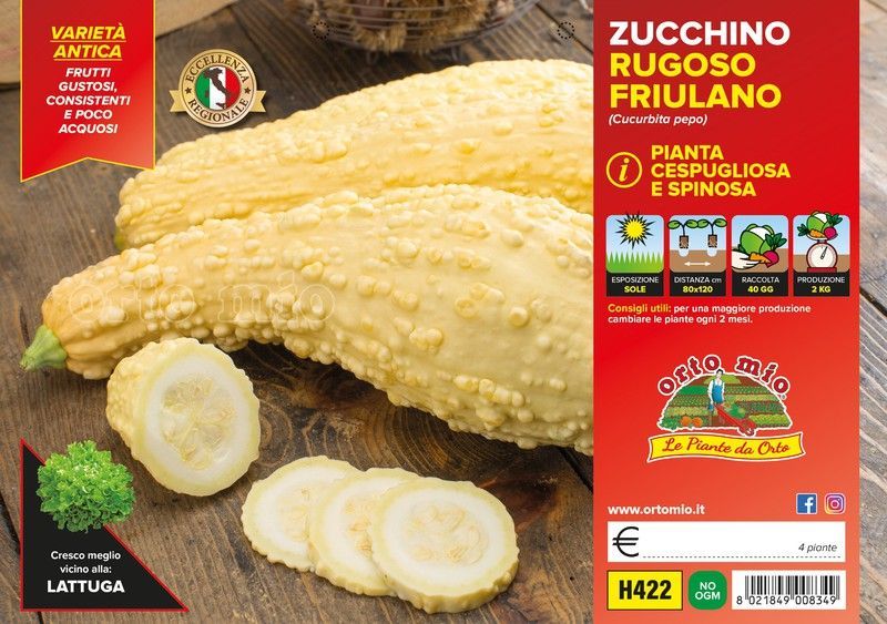 Calabacin Friulano Rugoso 4 Plantas En Pack