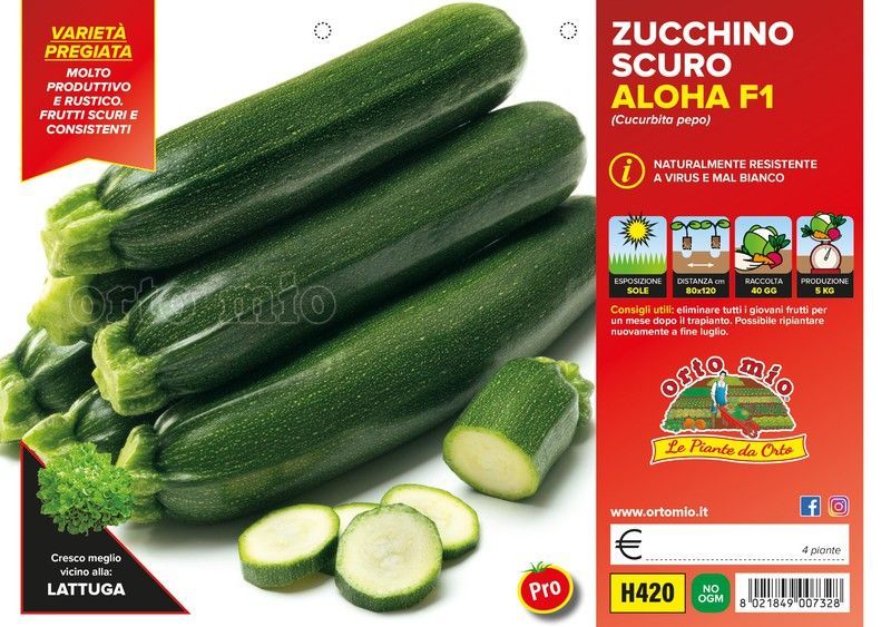 Calabacín Osuro Aloha F1 4 Plantas en Pack