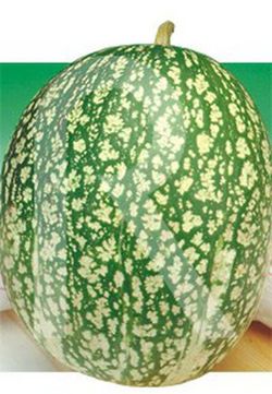 Calabaza cabello de angel sobre de 6gr