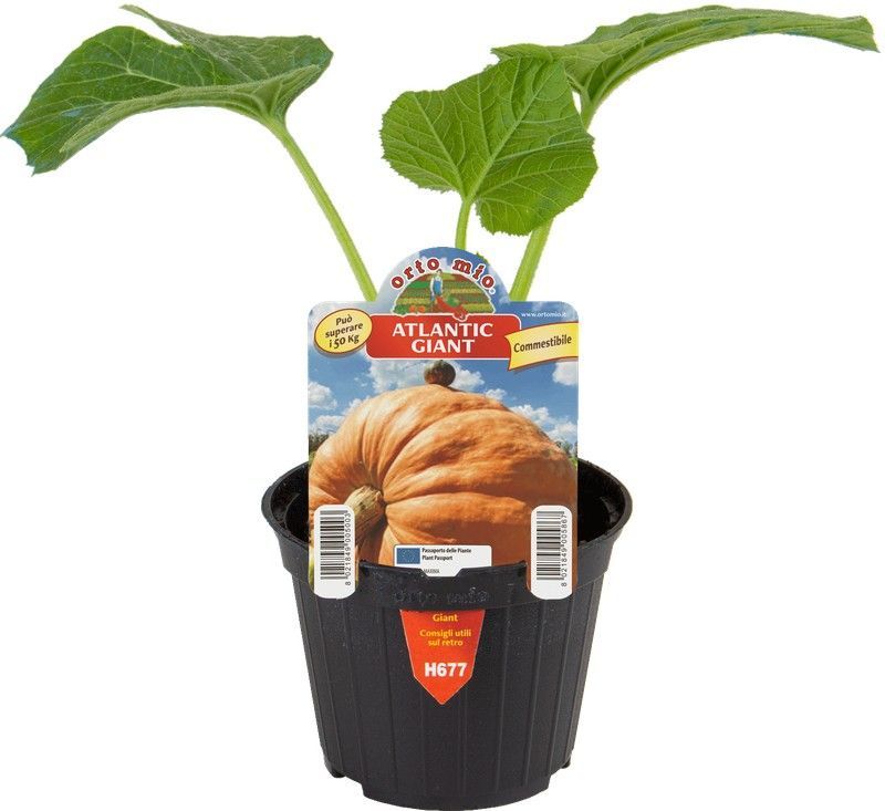 Calabaza Gigante 1 Planta en M-10