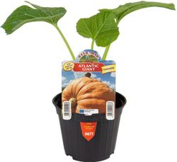 Calabaza Gigante 1 Planta en M-10