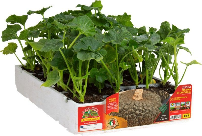 Calabaza Marina Chioggia 4 Plantas en Pack