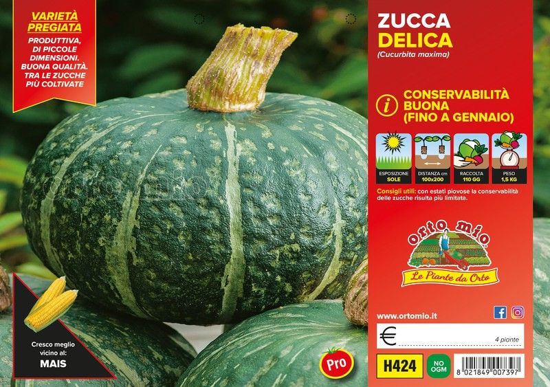 Calabaza Redonda Delicia 4 Plantas en Pack