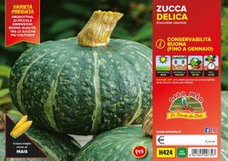 Calabaza Redonda Delicia 4 Plantas en Pack