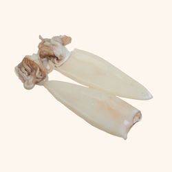 Calamar de playa limpio y entero. 480 gr aprox en neto. 2/3 unidades