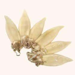 Calamarcito Tierno 0.500 aprox en limpio