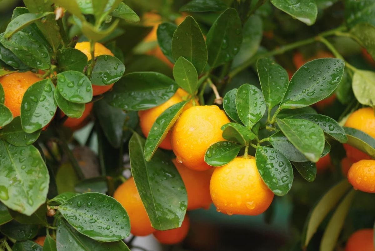 Calamondin, naranjo chino en maceta, Citrus fortunella mitis