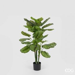 Calathea Bell Con Maceta H115 C2