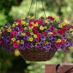 Calibrachoa Deco