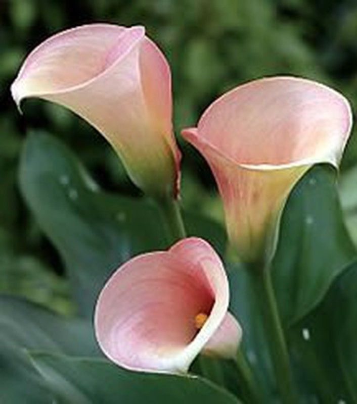 Callas Captain Melrose