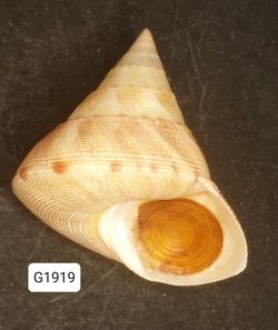 Calliostoma haliarchus