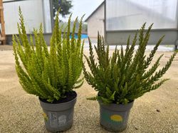Calluna vulgaris Skyline, brezo
