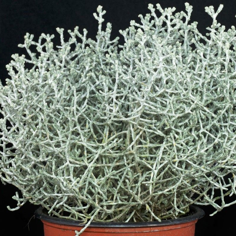 Calocephalus brownii