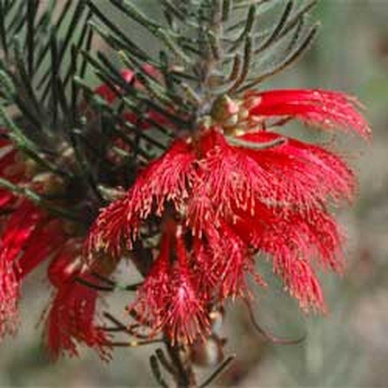 Calothamnus quadrifidus grey