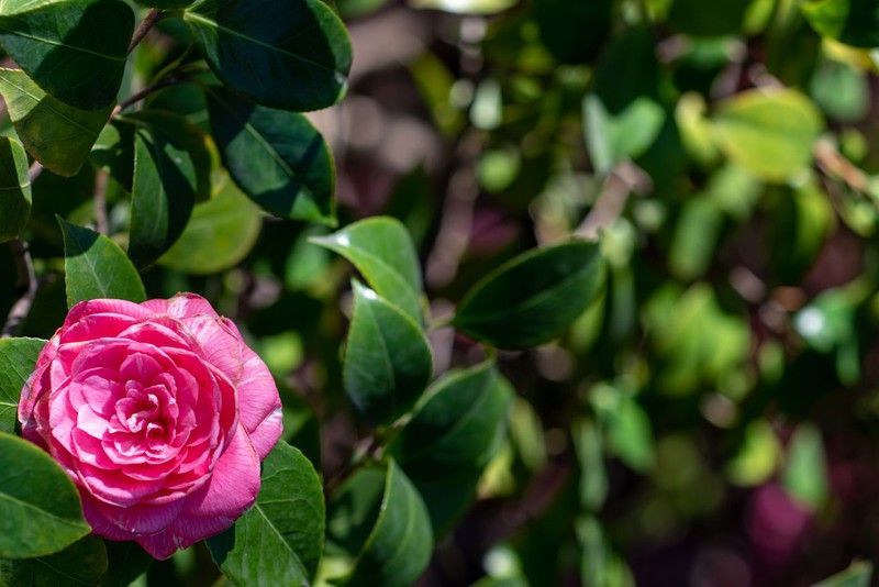 Camelia, Camellia japonica 'Willianse debbie'