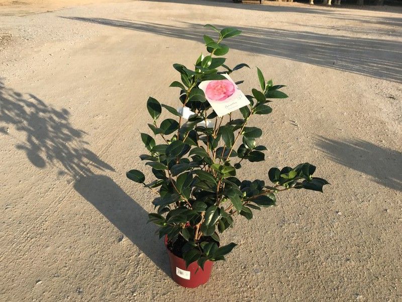 Camelia japonica