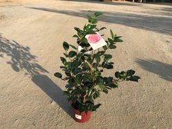Camelia japonica