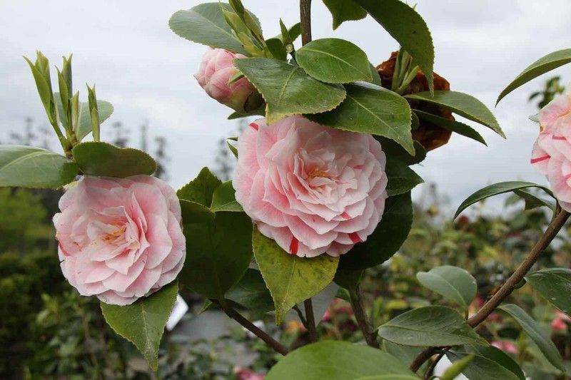Camelia japonica Bonomiana nova