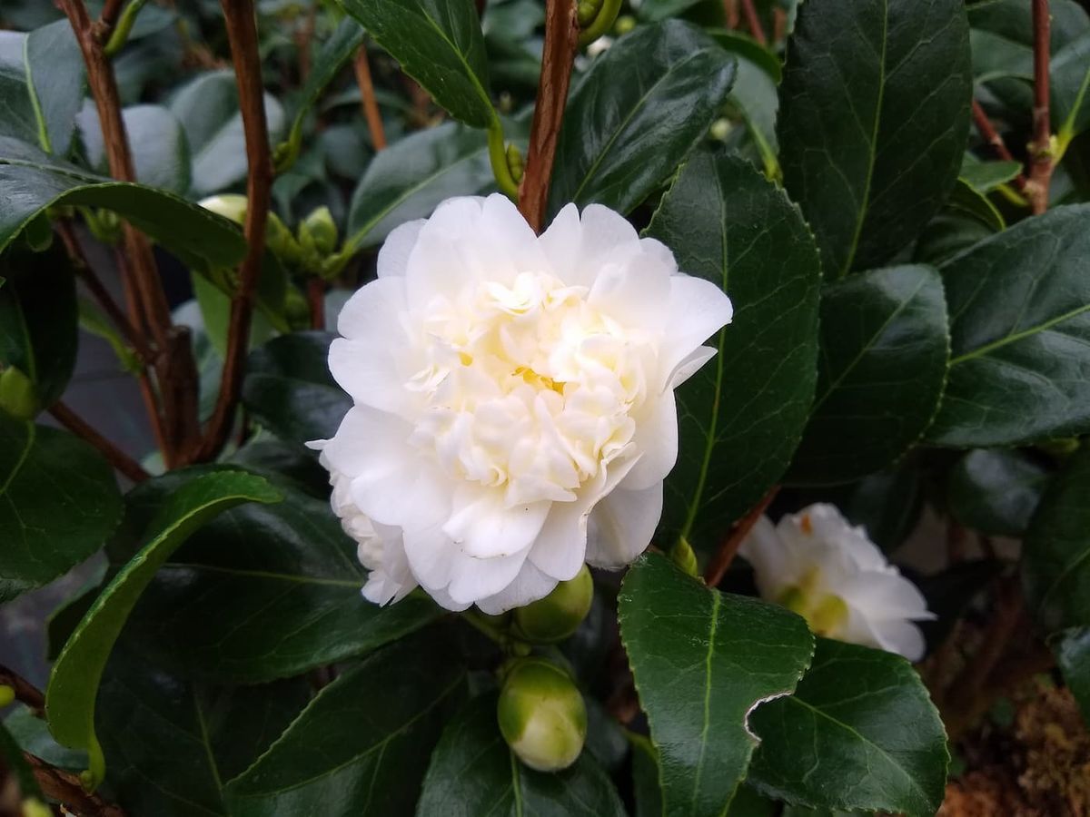Camelia japonica Man size