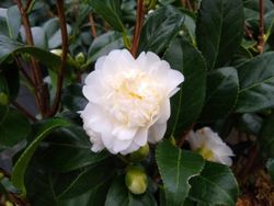 Camelia japonica Man size