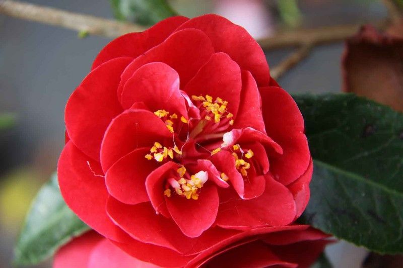Camelia japonica Maroon y Gold