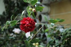 Camelia japonica Midnight magic