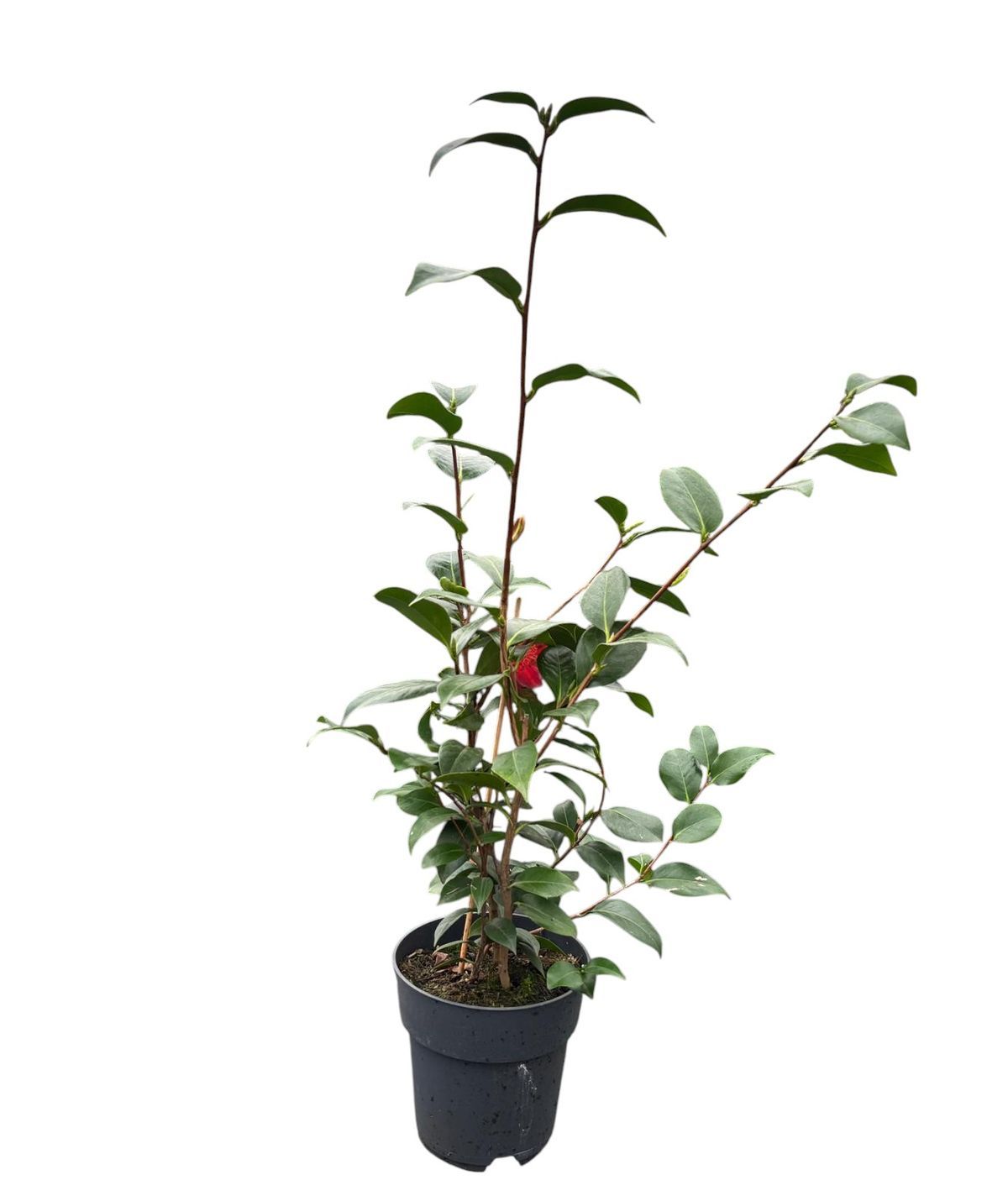 Camelia japonica Tama beauty