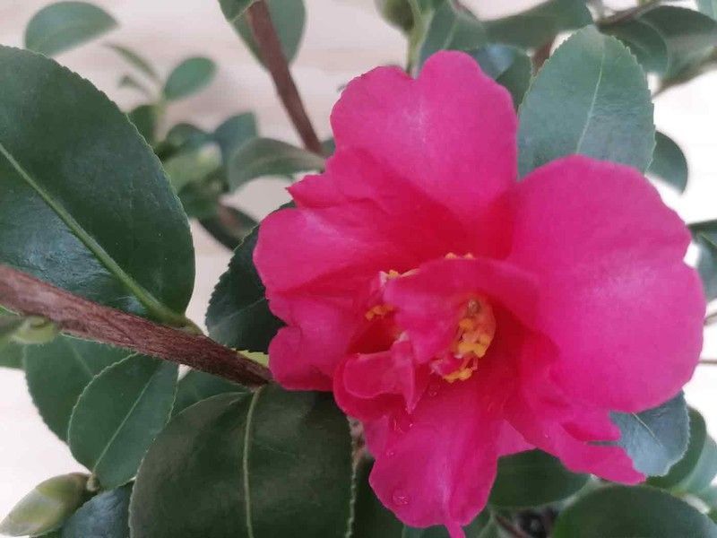 Camelia sasanqua Kanjiro. Flor Rosa